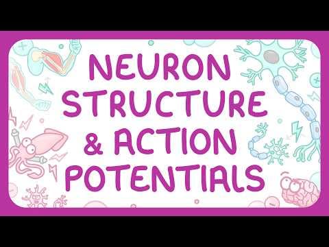 Psychology - Neuron Structure & Action Potentials